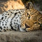 Wildlife Photography and Conservation volunteering in South Africa