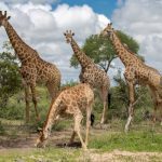 Four giraffe standing peacefully beside tall trees in the natural environment