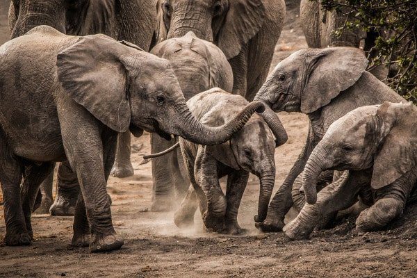 herd of elephants in Africa