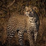 wildlife-photography-conservation-volunteer-south-africa