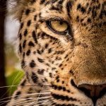 wildlife-photography-conservation-volunteer-south-africa