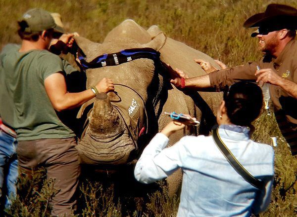 wildlife-veterinary-assistance-volunteer-south-africa