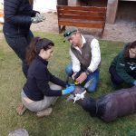 wildlife-veterinary-assistance-volunteer-south-africa