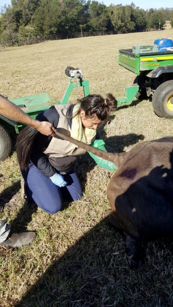 veterinary assistance wildlife conservation volunteer