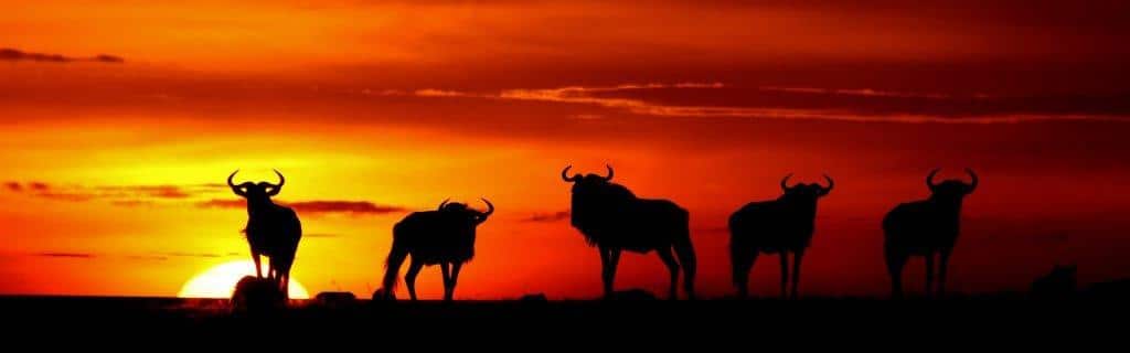 buffaloes and sunset in Africa