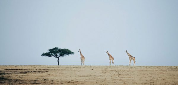 giraffes marching in Kenya