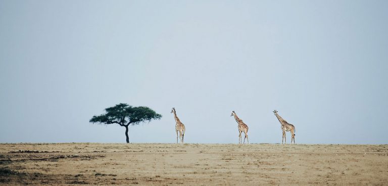 A captivating image of giraffes marching in the wild, depicting the beauty of wildlife and nature.