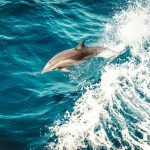 dolphin monitoring in Zanzibar