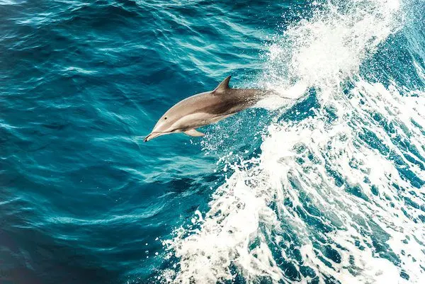 dolphin monitoring in Zanzibar