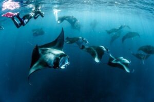 marine-science-environmental-conservation-volunteering-Africa