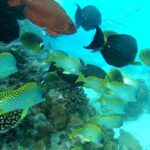 marine-science-environmental-conservation-volunteering-Africa
