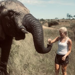 Volunteer with Elephants in Africa