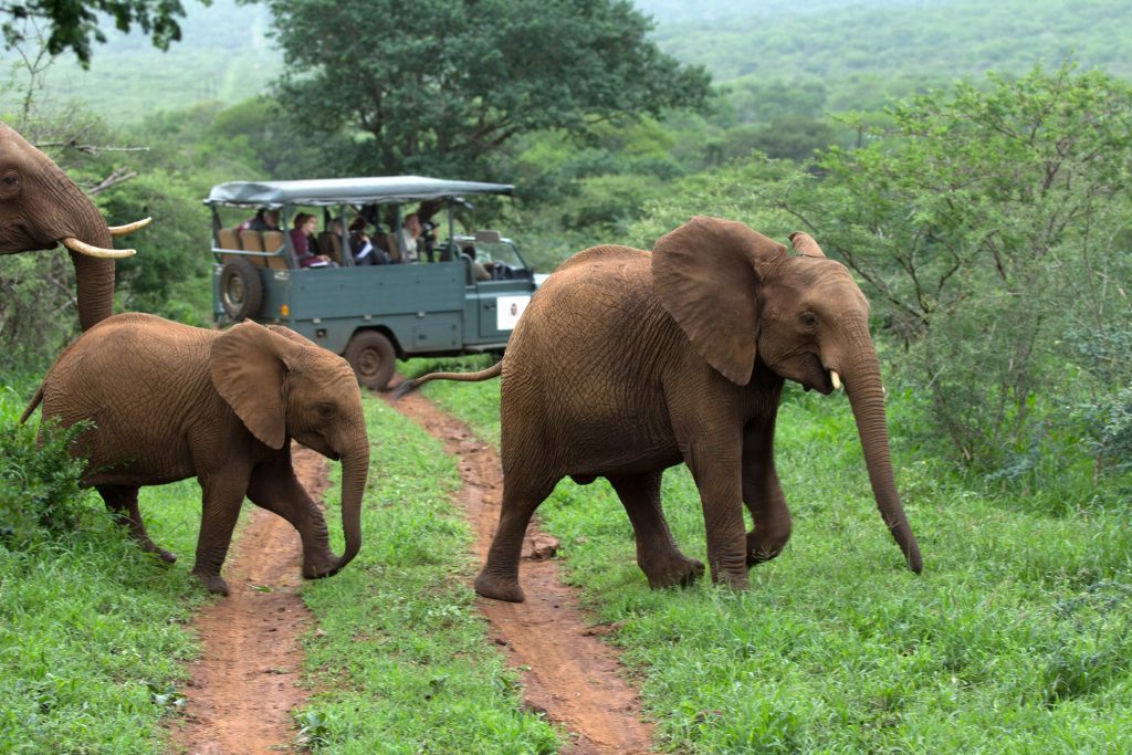 elephants in the wilds of Africa