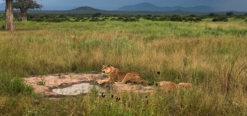 lions in the wilds of Africa