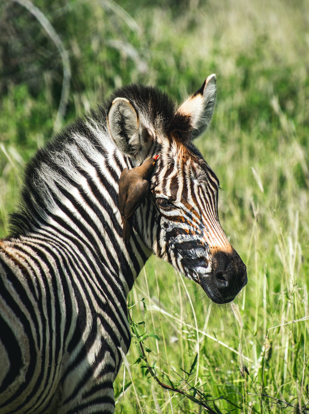 wildlife photography zebra in the Greater Kruger Area