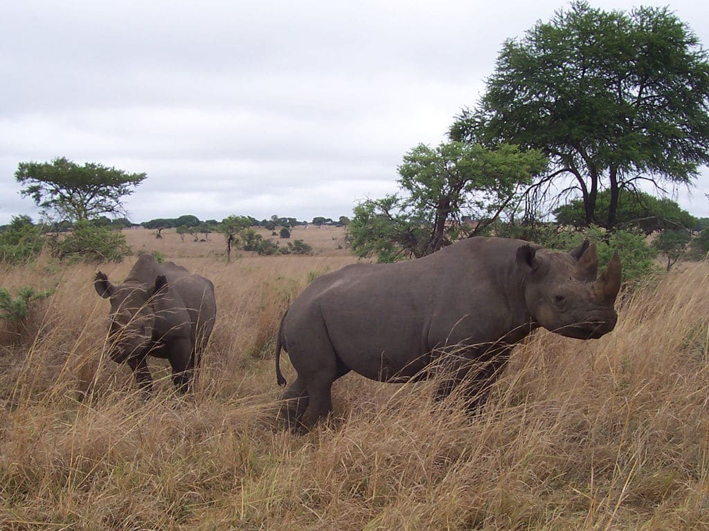 Endangered Black Rhinos standing in high-grass field