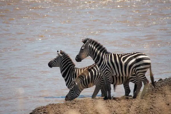 teaching-vulnerable-children-kenya-volunteer-african-impact 15 reforestation-environmental-education-volunteer-kenya
