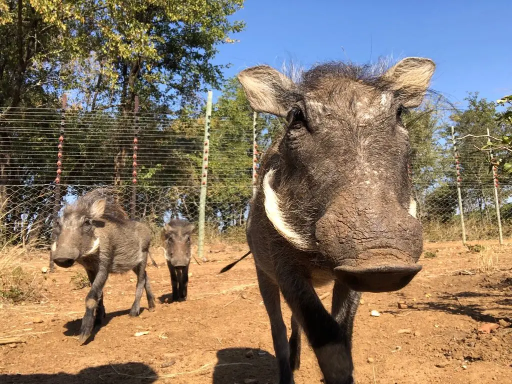 volunteer-wildlife-rehabilitation-centre-rescue-release-south-africa