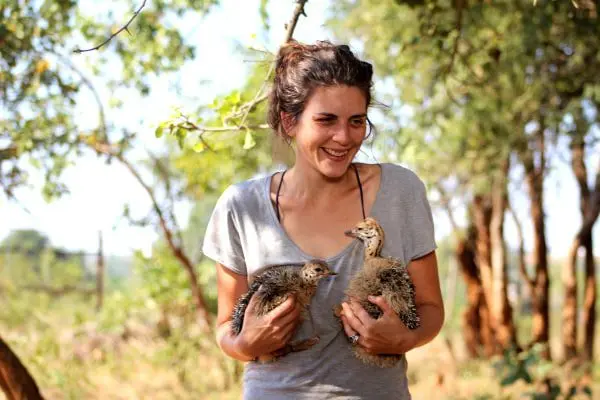 wildlife rehabilitation rescue and release volunteer holding baby ostriches