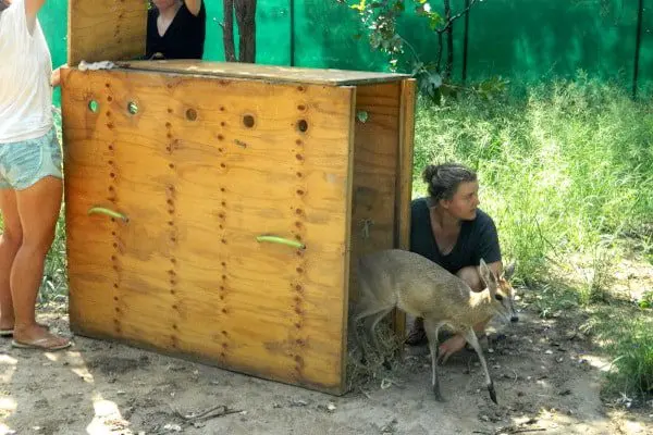 wildlife rehabilitation rescue and release volunteers taking care of baby kangaroo