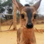 baby kangaroo at the wildlife center in Africa