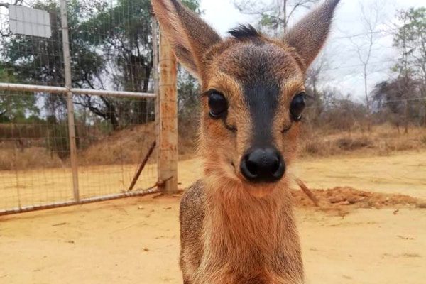 baby kangaroo at the wildlife center in Africa