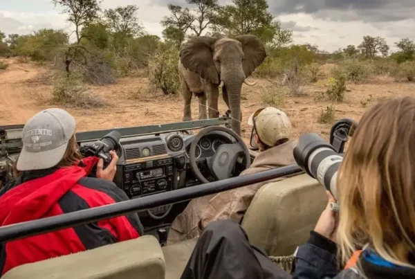 photographers taking a photo of an elephant