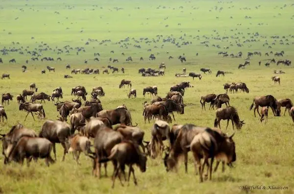 View of a herd of wildlife standing and eating grass from the open field