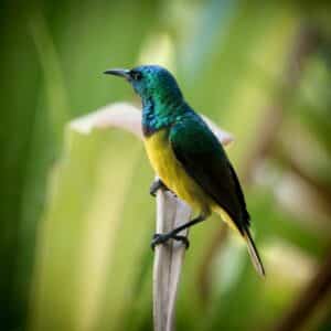 wildlife-photography-birds-volunteer-african-impact