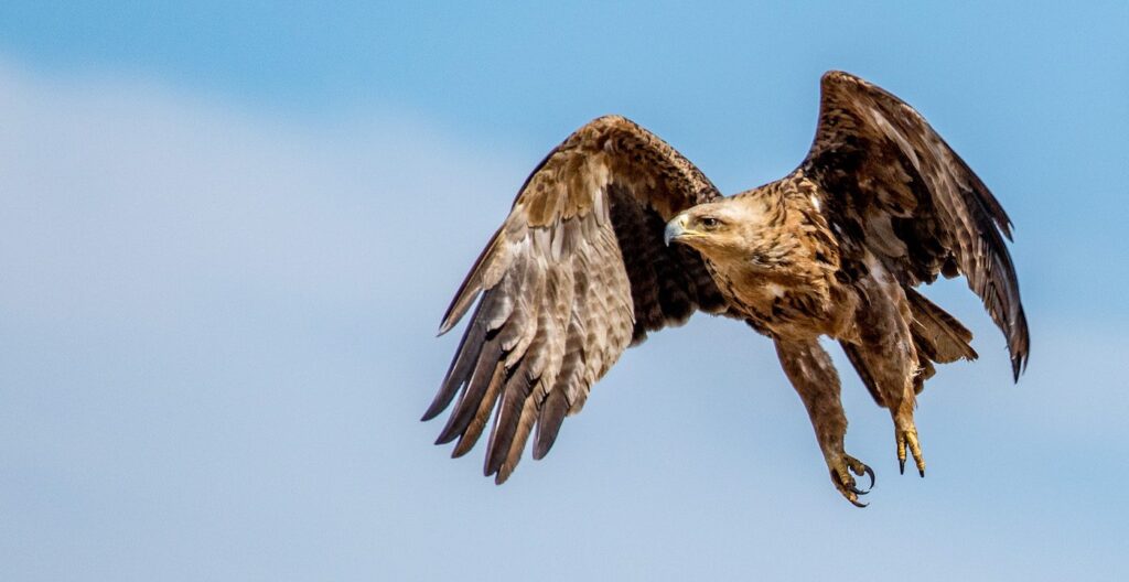 kruger-wildlife-photography-volunteer-project