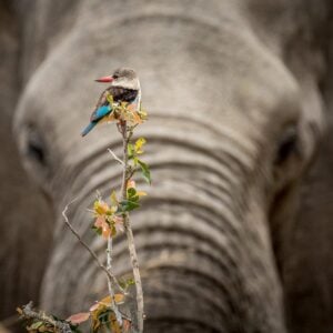 wildlife-photography-birds-volunteer-african-impact