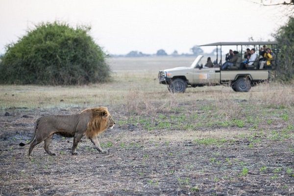 Volunteers for wildlife conservation program observing a lion