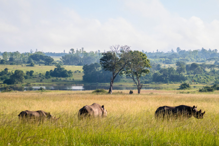Photography volunteers capture the moments when elephants gracefully traverse rows of trees.