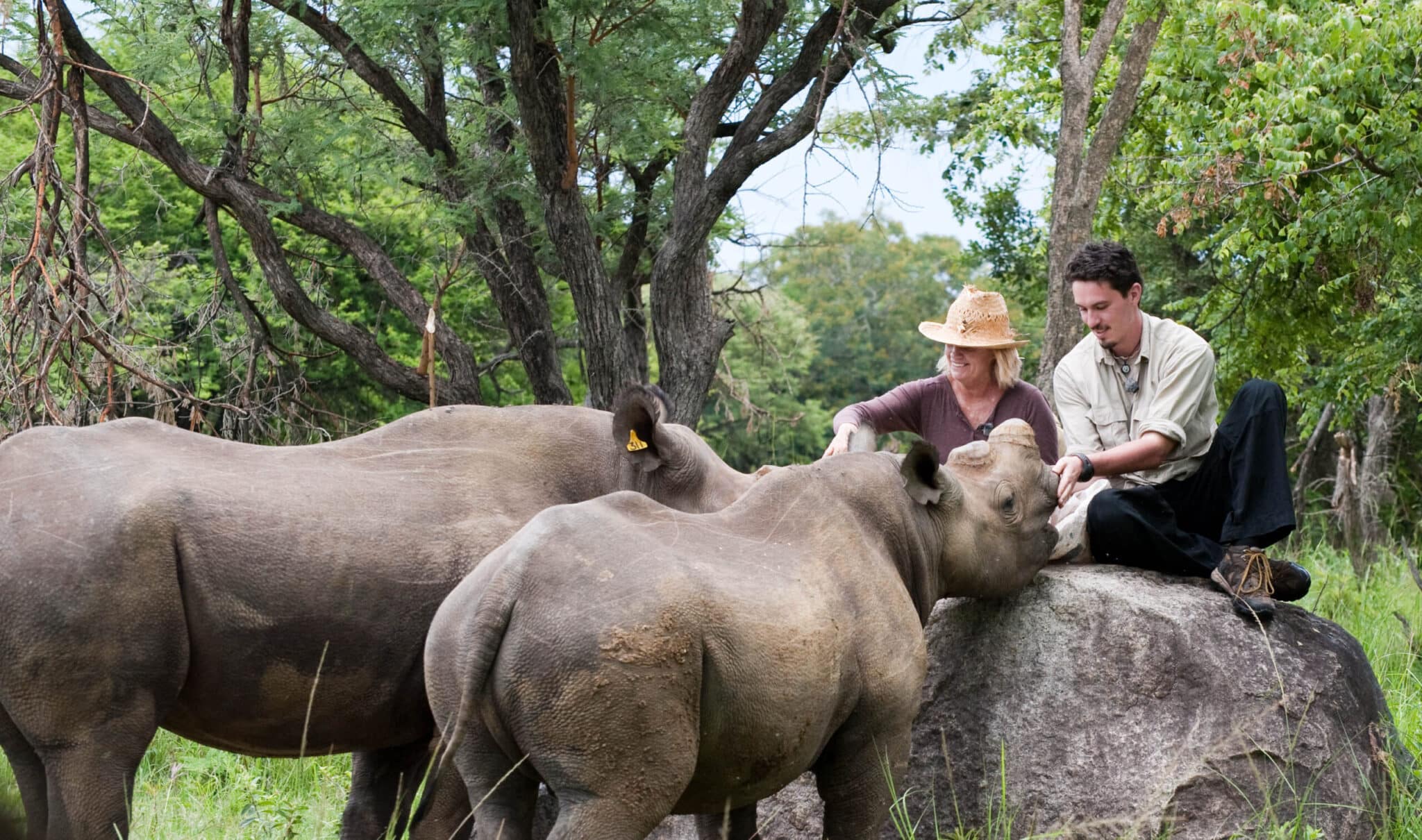 Volunteers feeding rhinos.