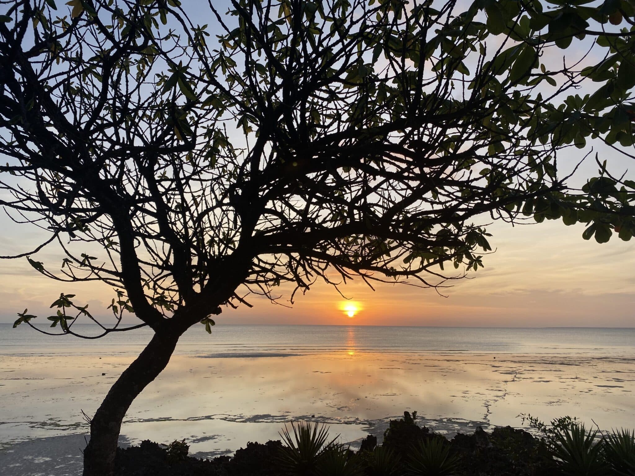 sunset in zanzibar taking in the view of the trees on the beach as well