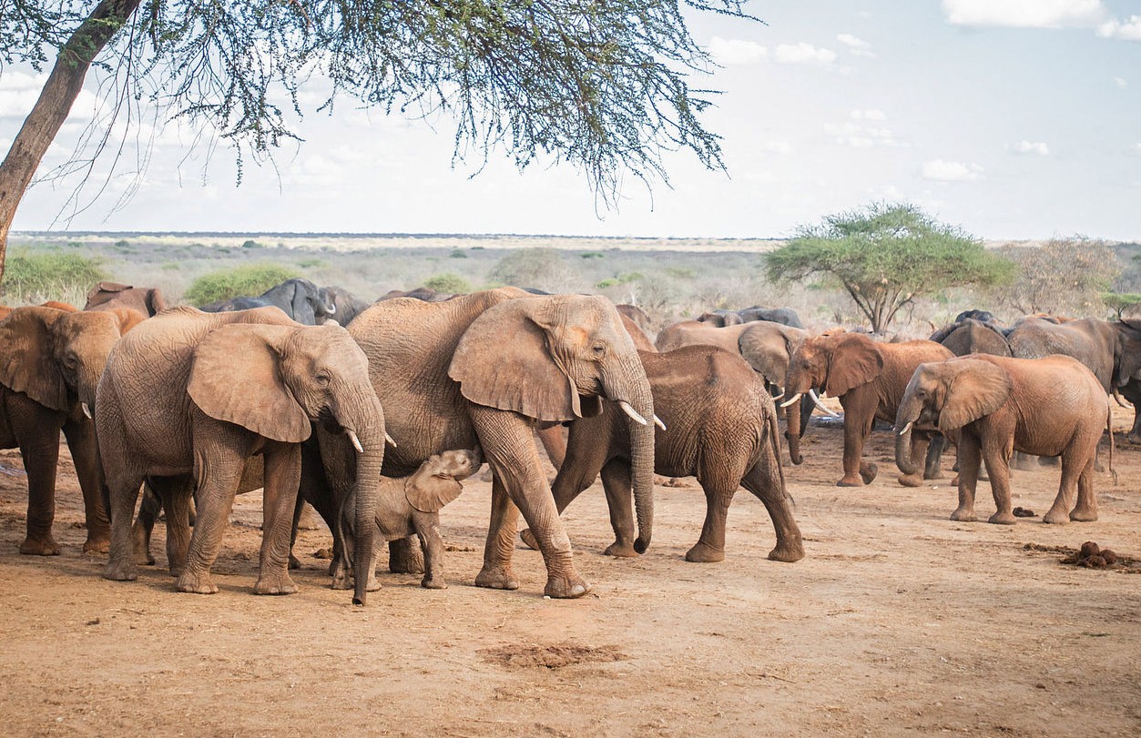 Volunteers taking photos of elephants on-site