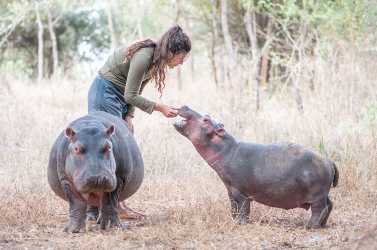 young woman with two baby hippos in south africa