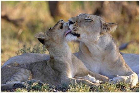 Lion parent grooming younger cub.