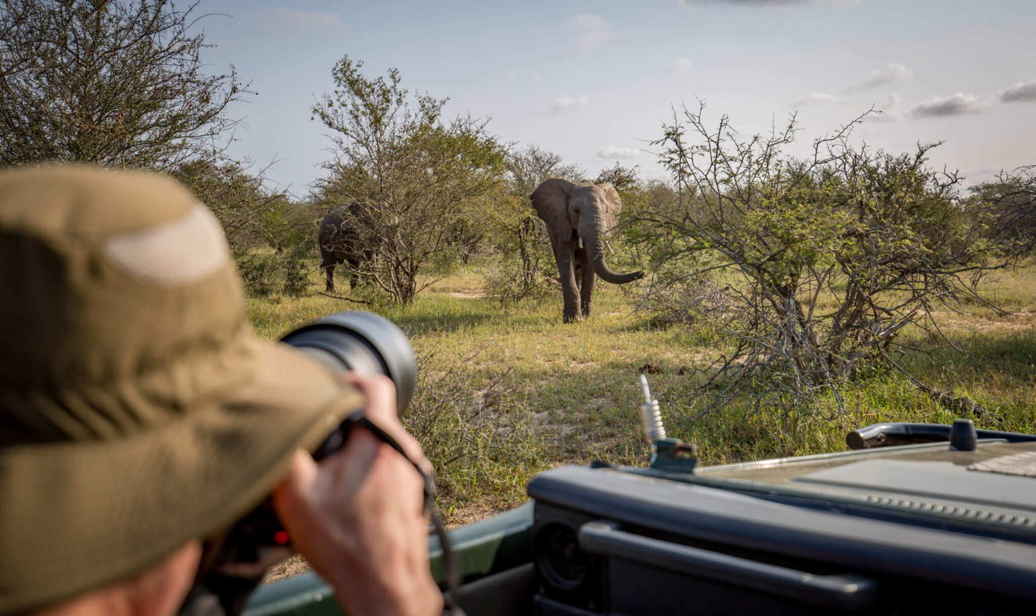 A volunteer photographer captures the moments when elephants gracefully traverse rows of trees.
