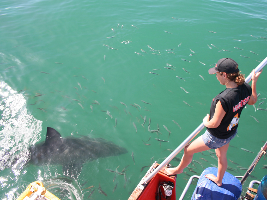 An adventurous volunteer participating in a great white shark project.
