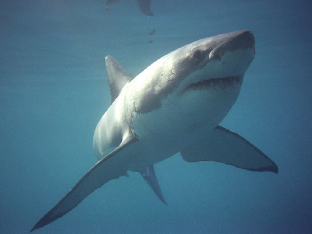 An exciting glimpse into the ultimate adventure with great white sharks by MarineDynamics.