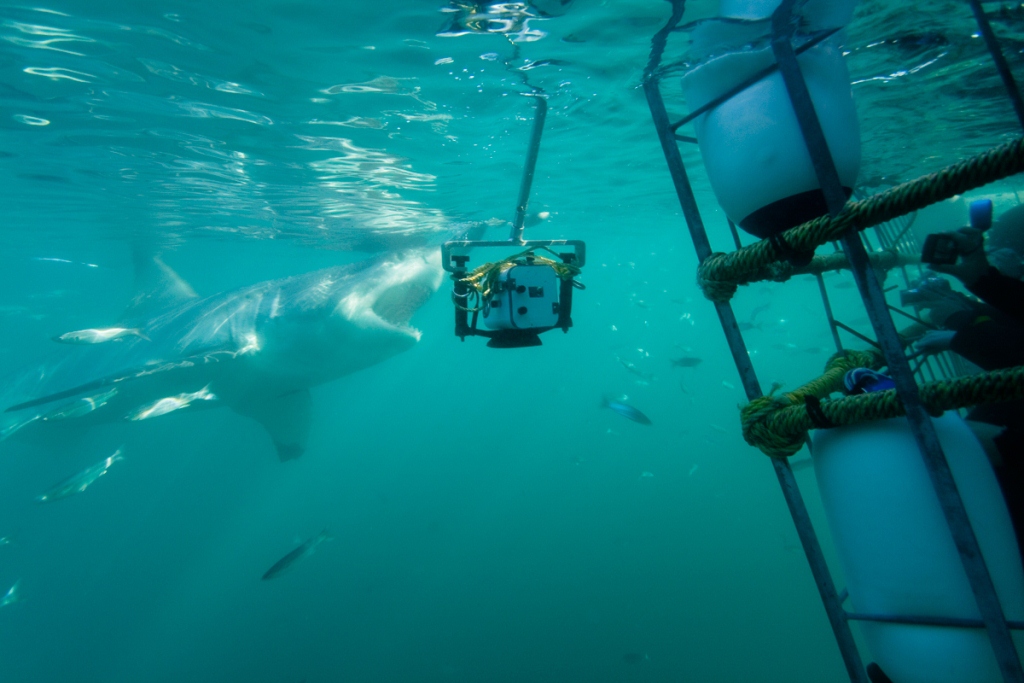 Exciting images from white shark projects, highlighting the conservation efforts involved.