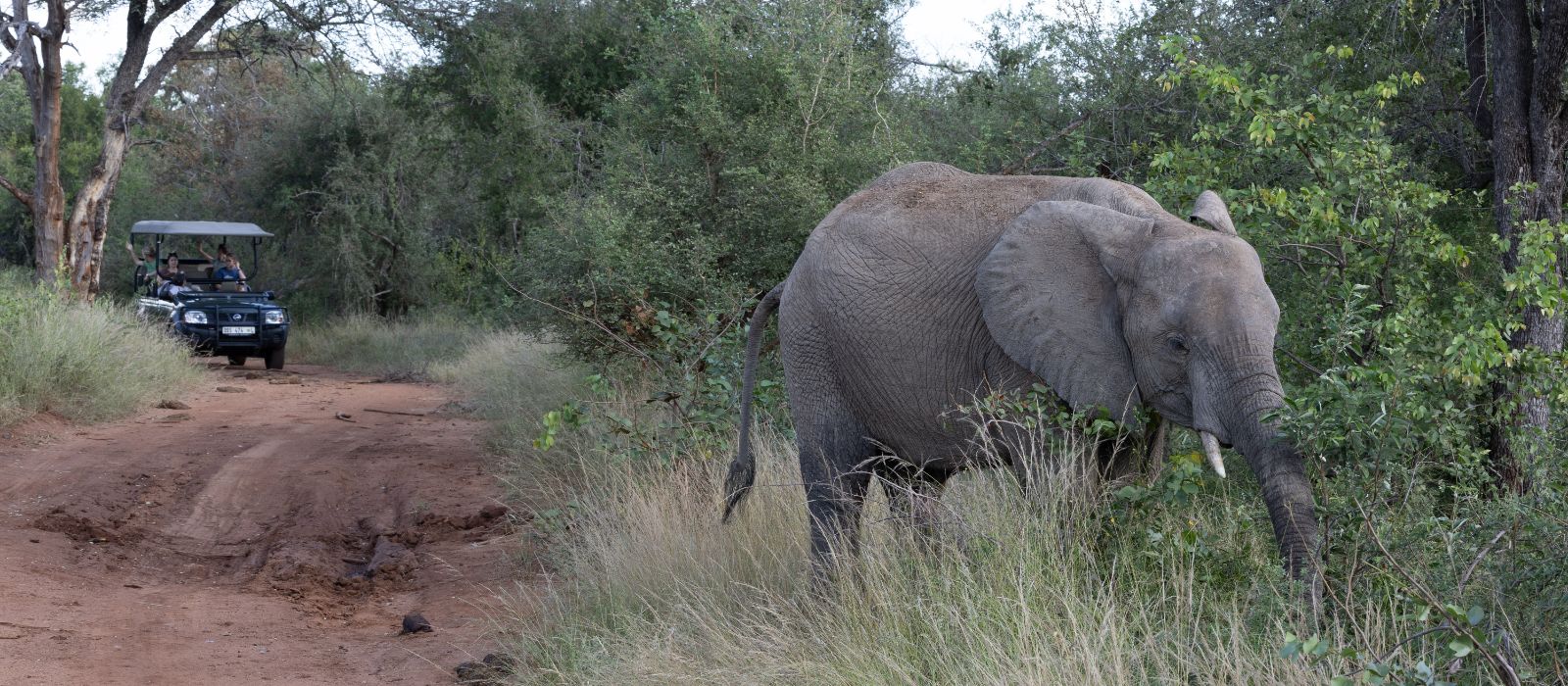 an elephant walking in a grass