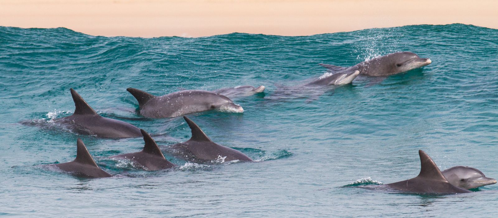 a group of dolphins' dorsal fins showing while they swim under the sea