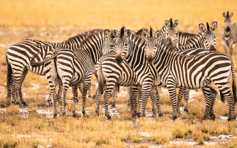 A group of zebras showcasing their distinctive black and white stripes