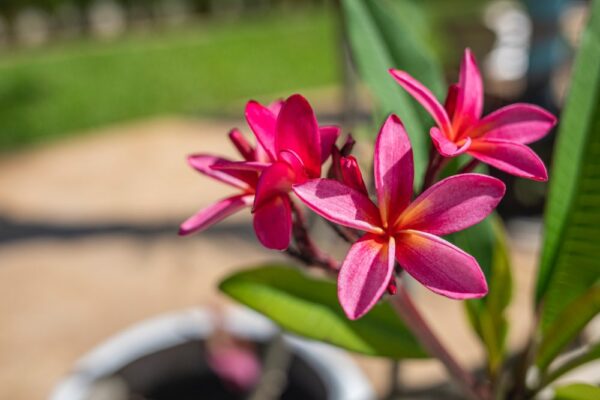 Main Image Main Image