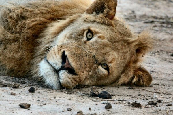 Big Five 2 Big Five 2