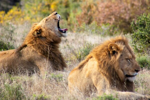 Big Five Big Five