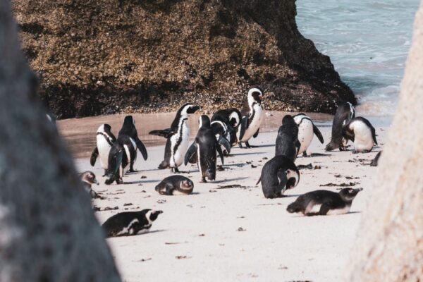 Cape Peninsula Cape Peninsula