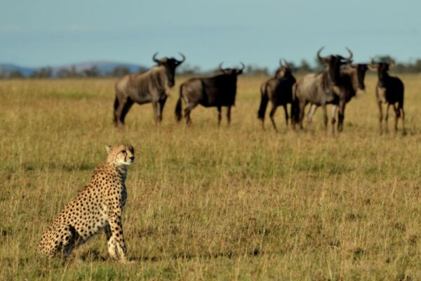 Cheetah 2 Cheetah 2